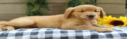 Golden Retriever dogs for sale: Trixie - Ad 6