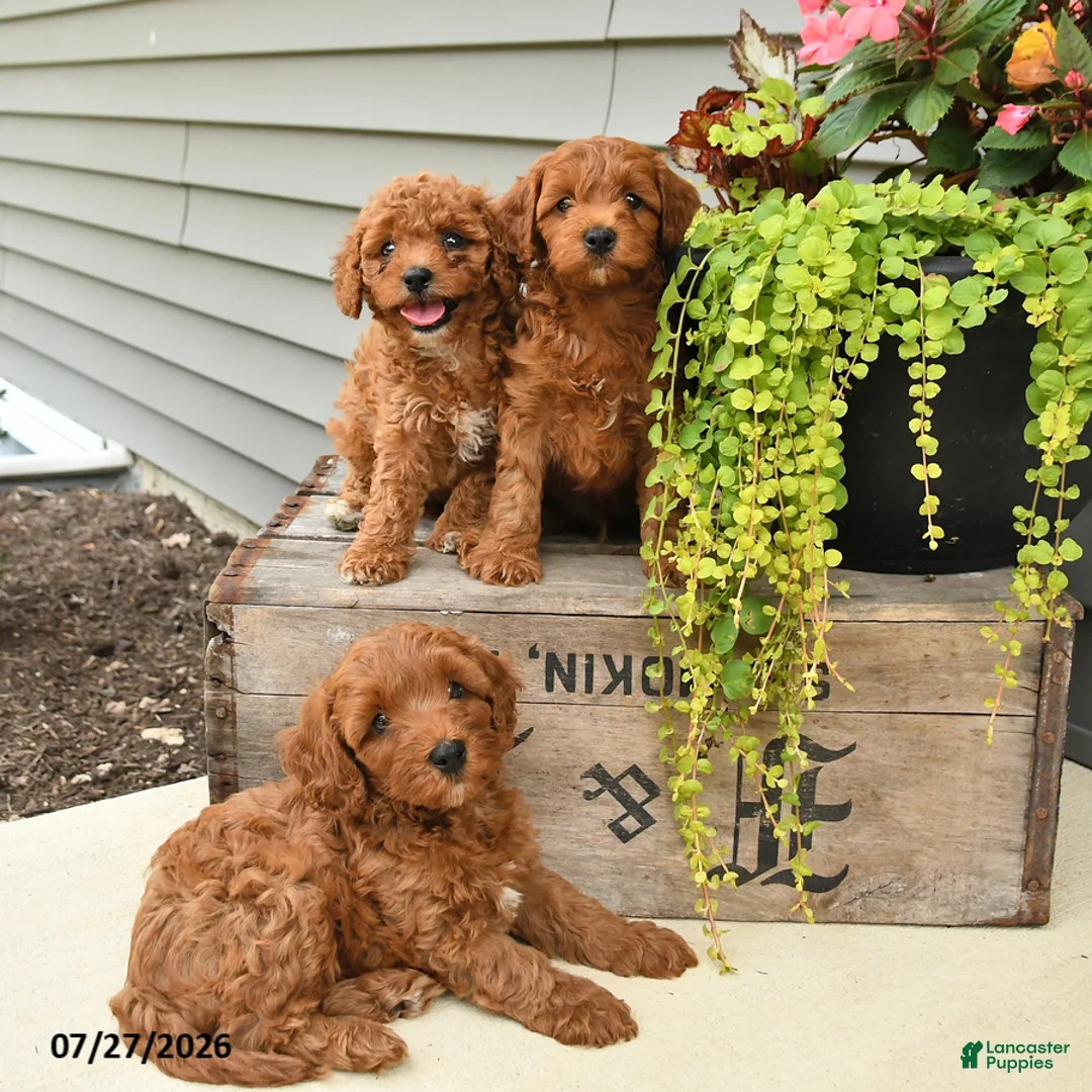 Cavapoo dogs for sale: Ivy - Ad 5