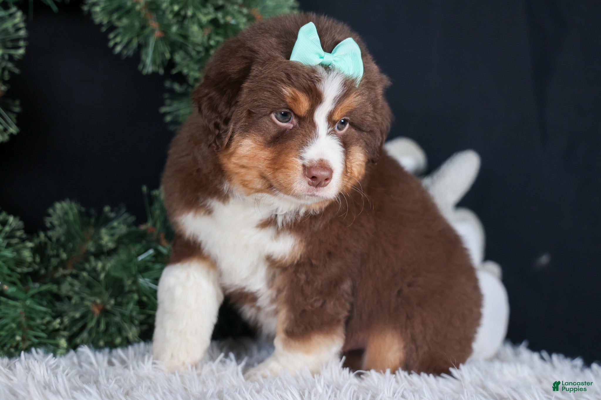 Miniature Australian Shepherd dogs SHADOW - Ad 22
