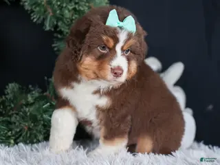 Miniature Australian Shepherd dogs SHADOW - Ad 22