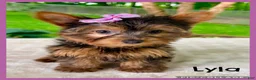Yorkshire Terrier dogs for sale: Lyla - Ad 1