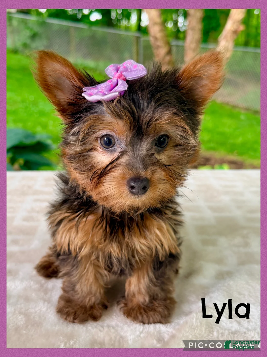 Yorkshire Terrier dogs for sale: Lyla - Ad 1
