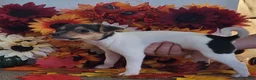 Rat Terrier dogs for sale: Dolly *Updated photos* - Ad 2