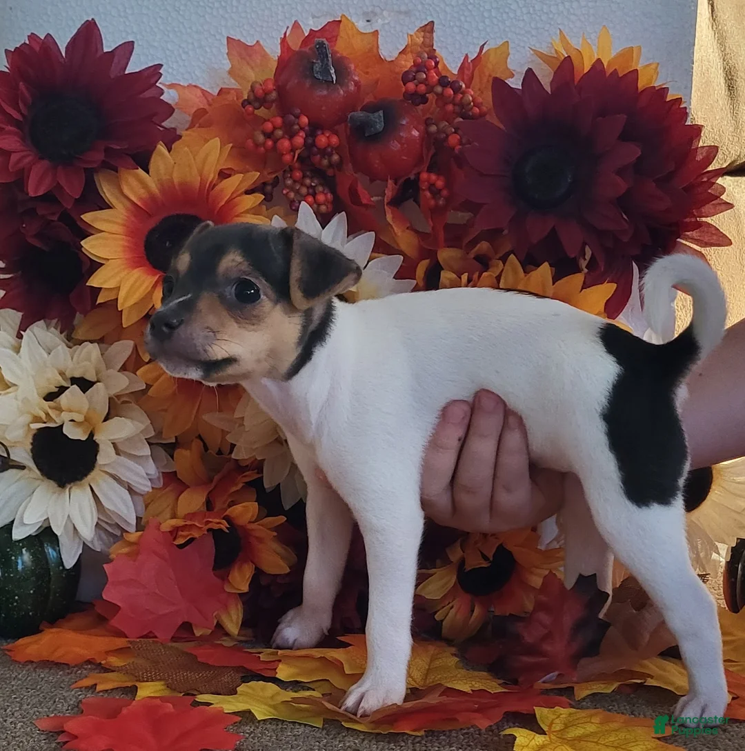 Rat Terrier dogs for sale: Dolly *Updated photos* - Ad 2