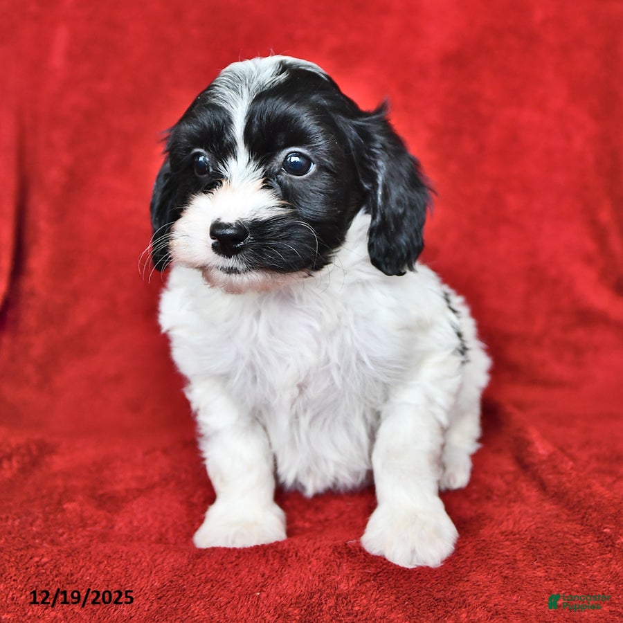 Cavapoo dogs Alice - Ad 2