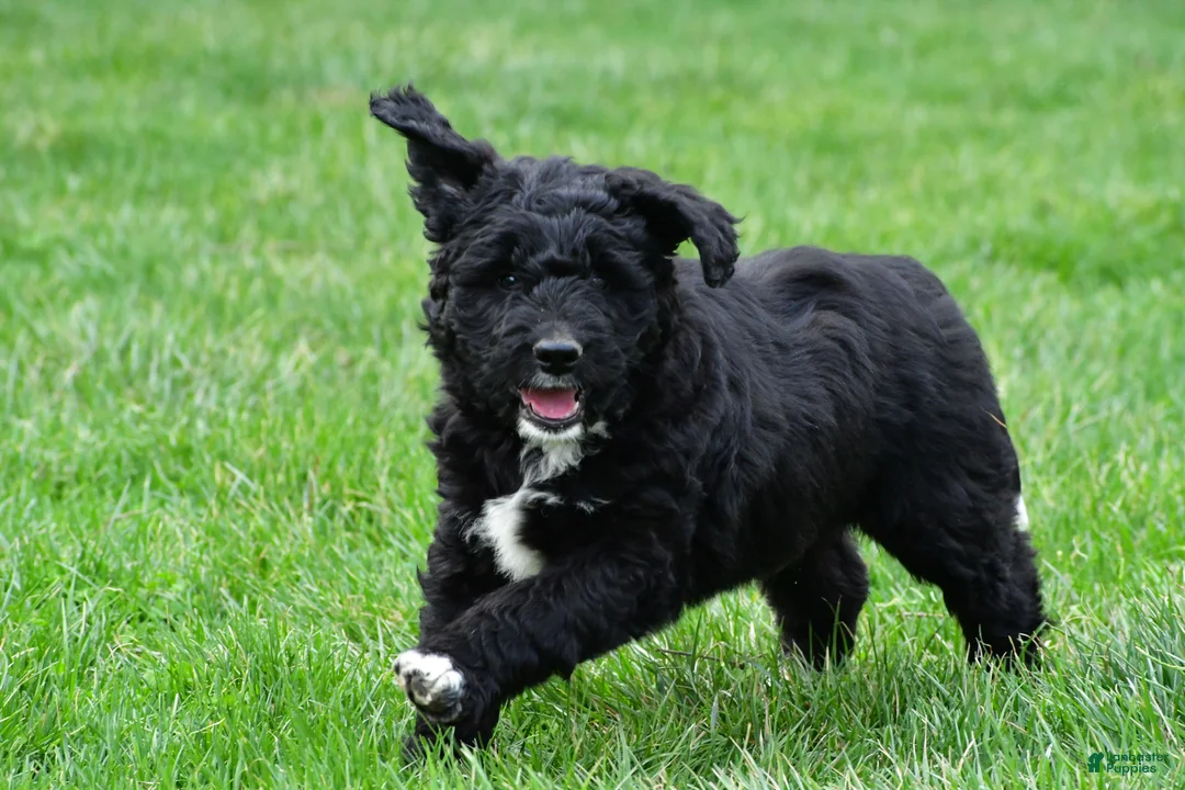 Newfypoo dogs for sale: Diesel - Ad 2