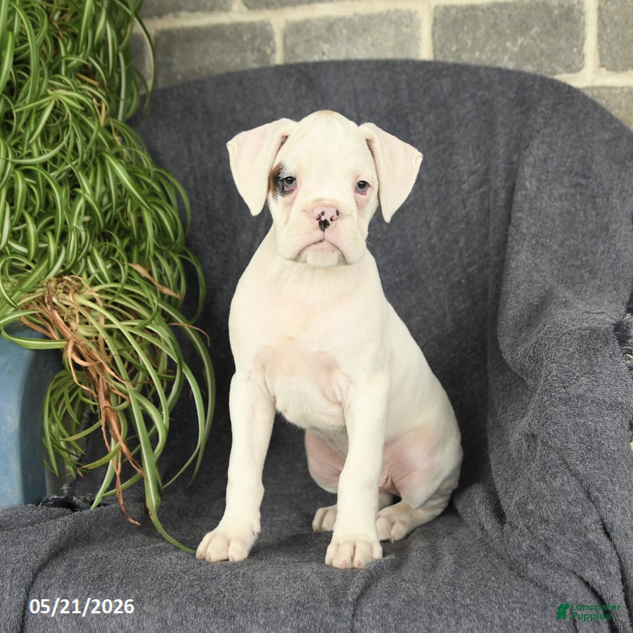 Boxer dogs for sale: Felix - Ad 4