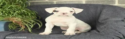 Boxer dogs for sale: Felix - Ad 1