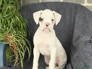 Boxer dogs for sale: Felix - Ad 4