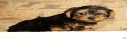 Yorkshire Terrier dogs for sale: Addy - Ad 7