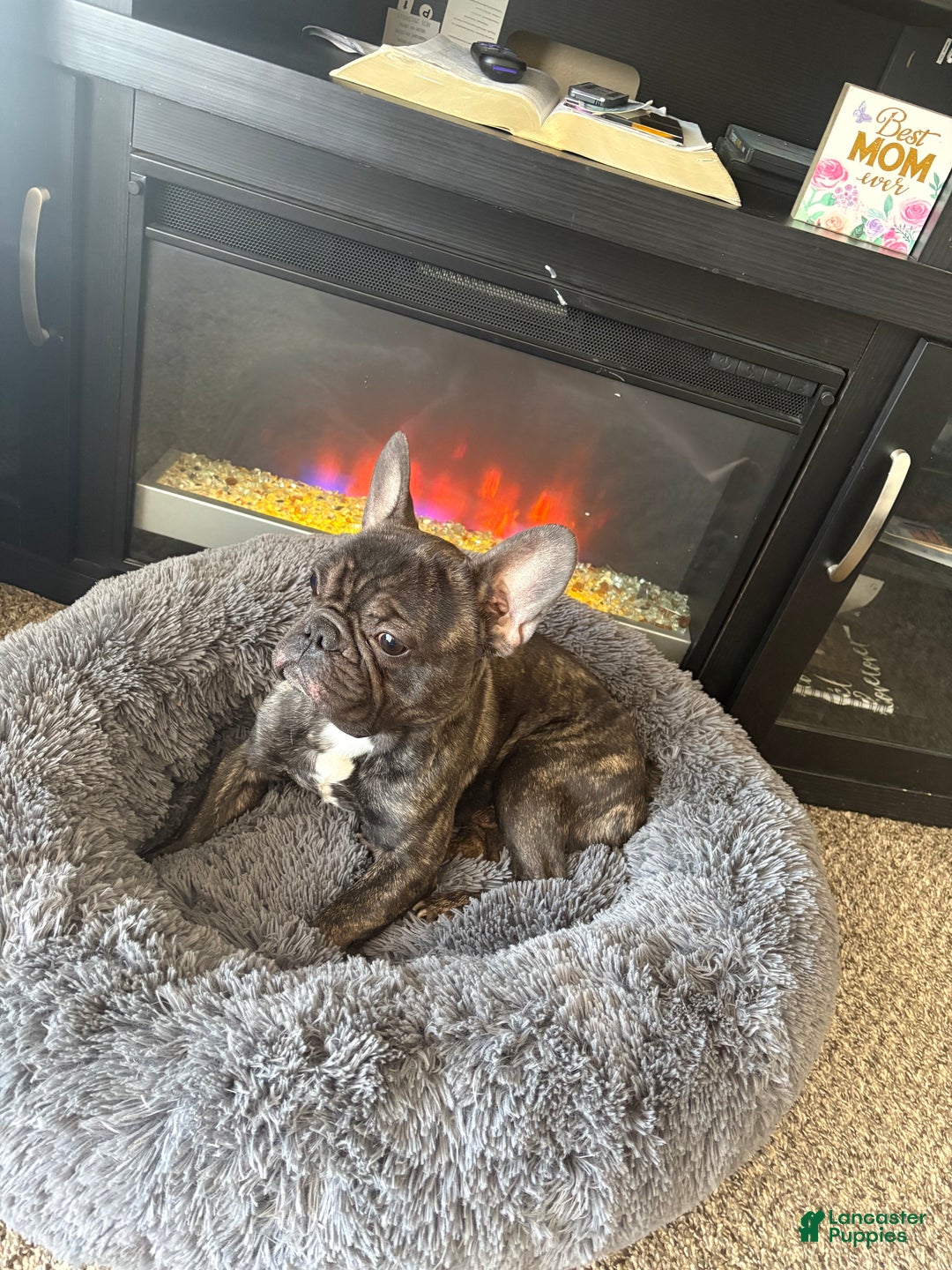 Mixed Breed dogs for sale: King  - Ad 5