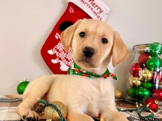 Labrador Retriever dogs Leah - Ad 36