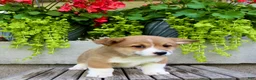 Welsh Corgi Pembroke dogs for sale: Rocky - Ad 3