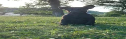 Belgian Malinois dogs for sale: Arthur - Ad 2