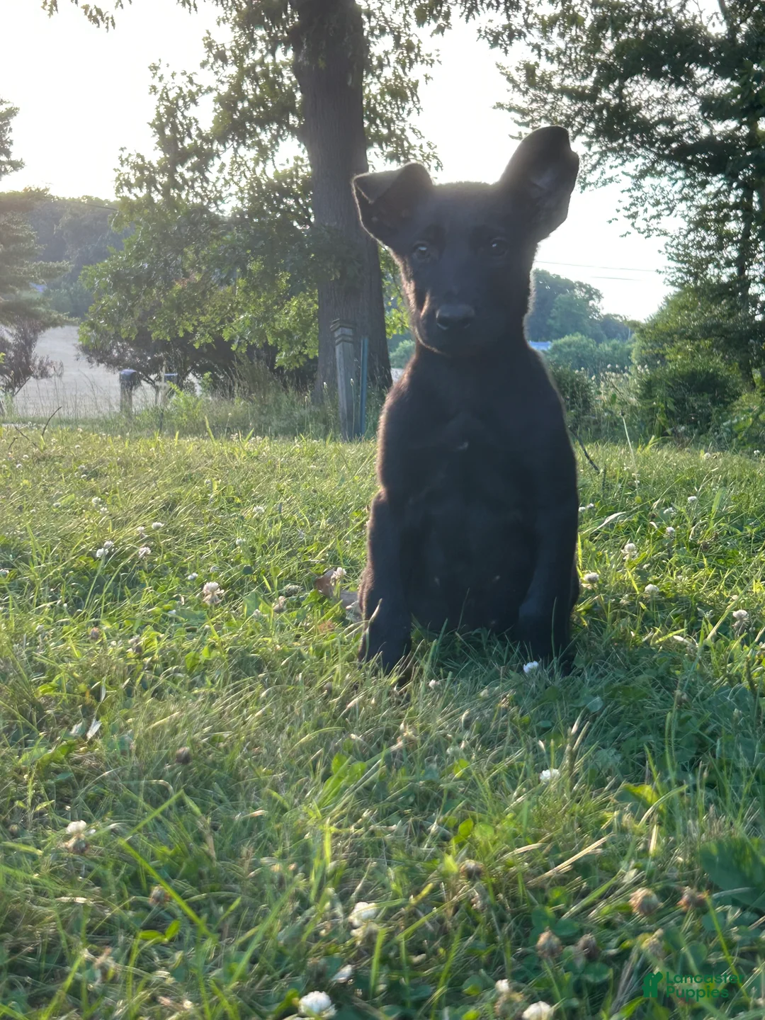Belgian Malinois dogs for sale: Arthur - Ad 2
