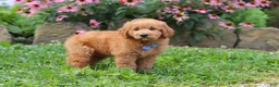 Goldendoodle dogs for sale: Theo - Ad 12