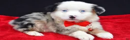 Miniature Australian Shepherd dogs for sale: Chopper - Ad 8
