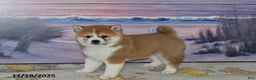 Shiba Inu dogs for sale: Bethany - Ad 2