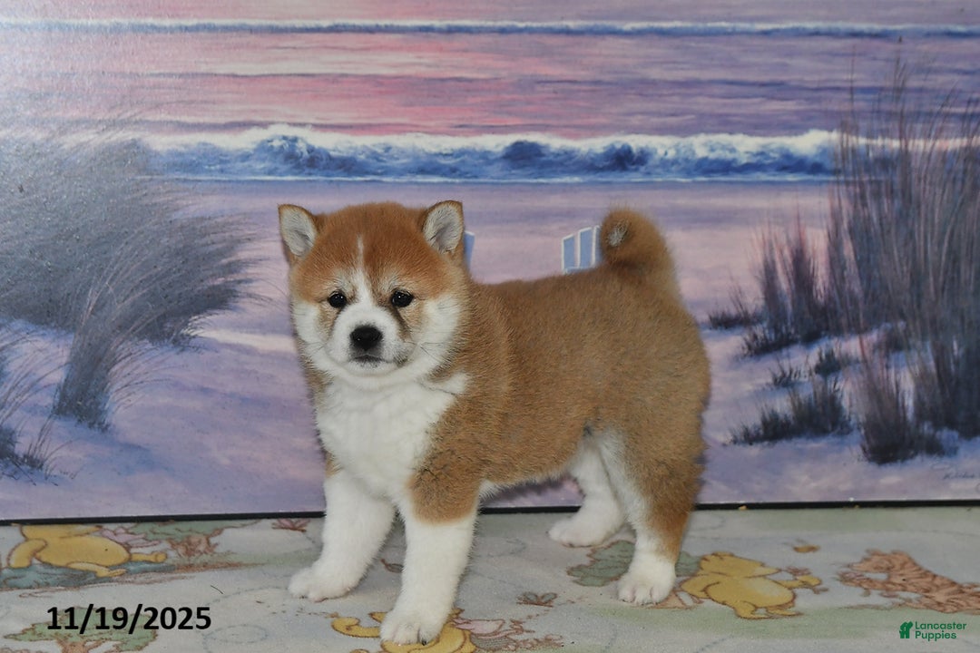 Shiba Inu dogs for sale: Bethany - Ad 2