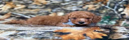 Cavapoo dogs for sale: Landon - Ad 6