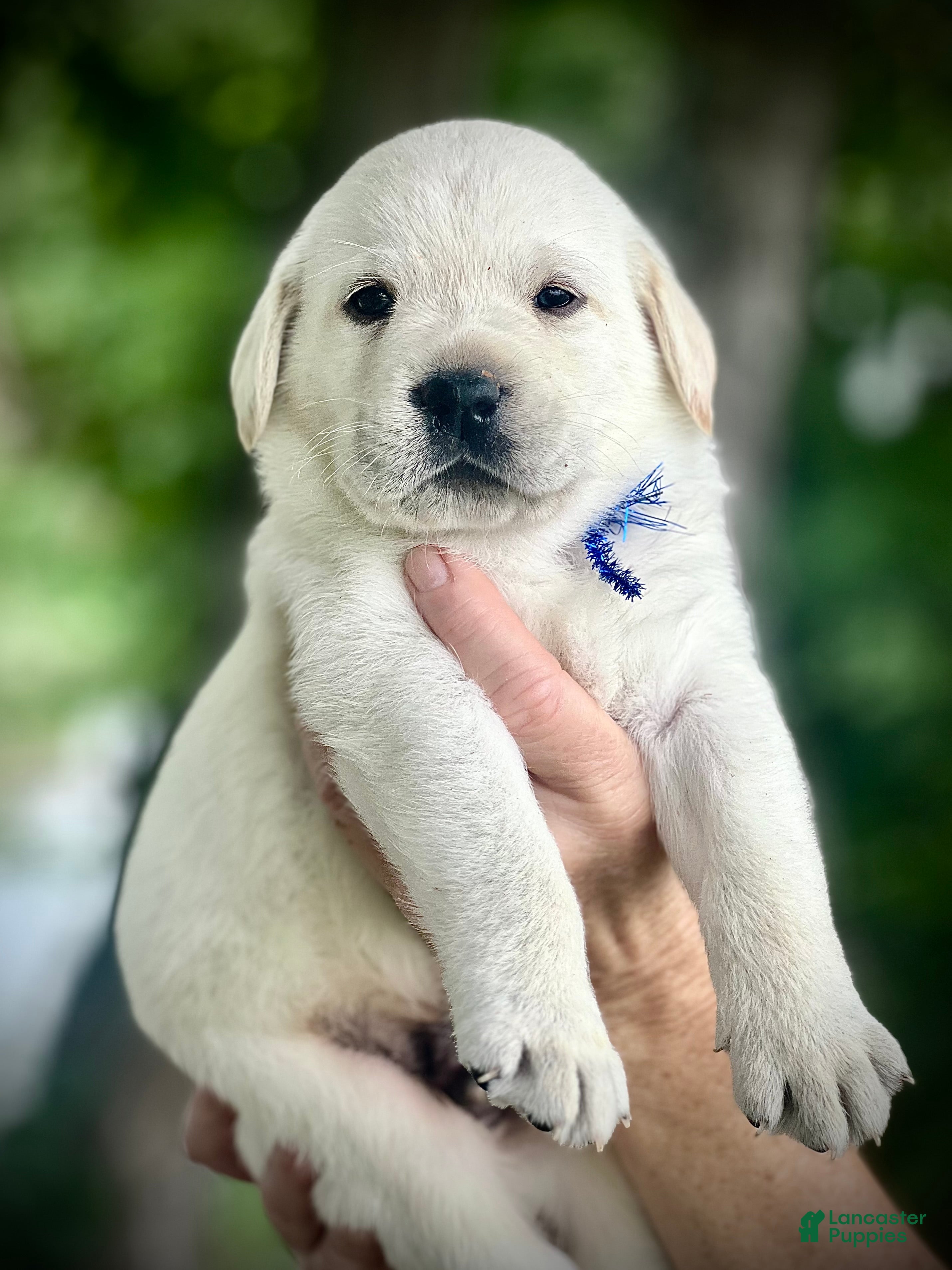 Labra Dog White Labrador Puppy For Sale Near Me English Lab