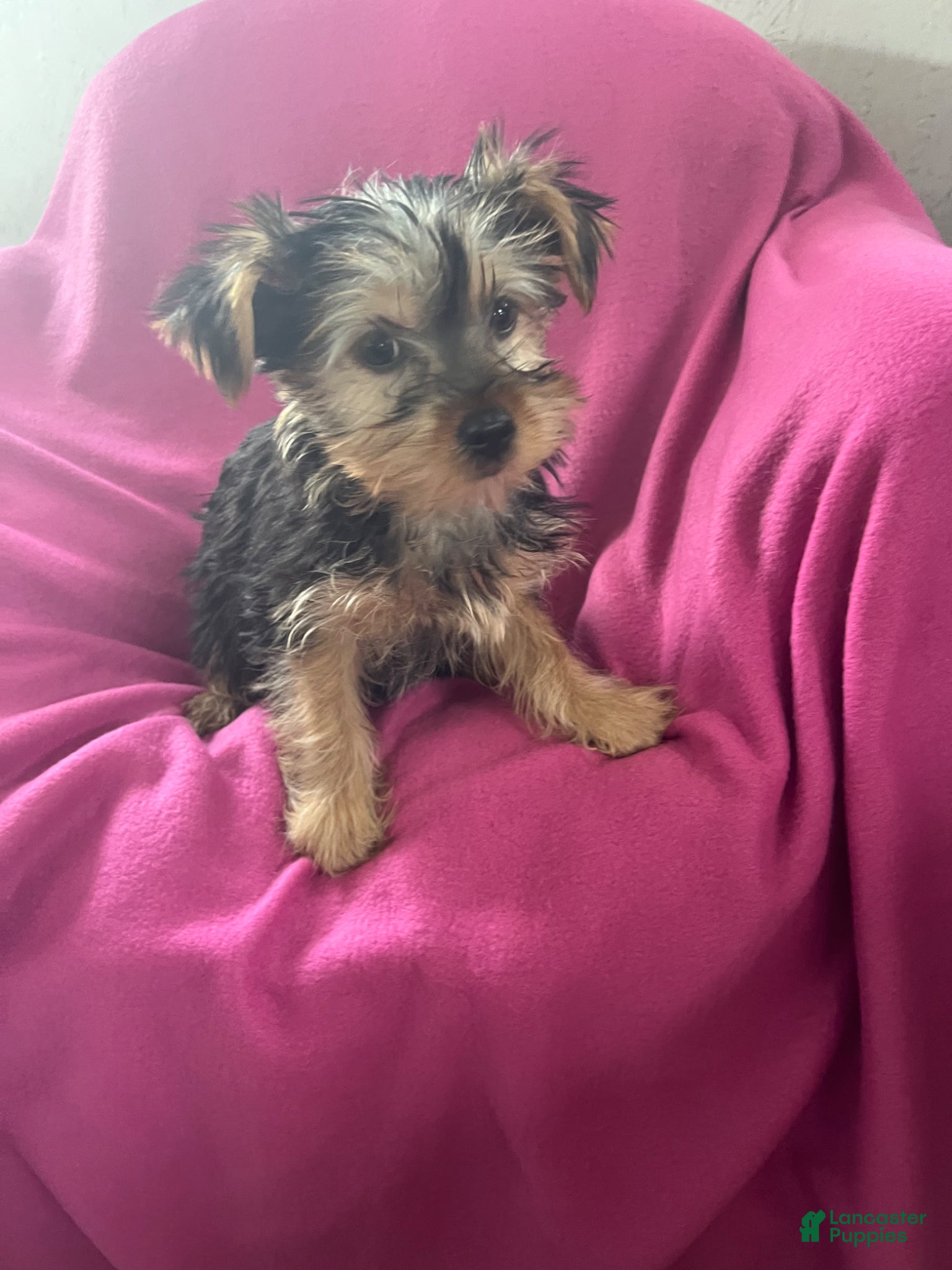 Yorkshire Terrier dogs Sun-Shine - Ad 1