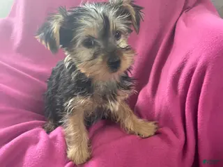 Yorkshire Terrier dogs for sale: Sun-Shine - Ad 4