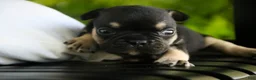 French Bulldog dogs for sale: Finn French Bulldog  - Ad 9