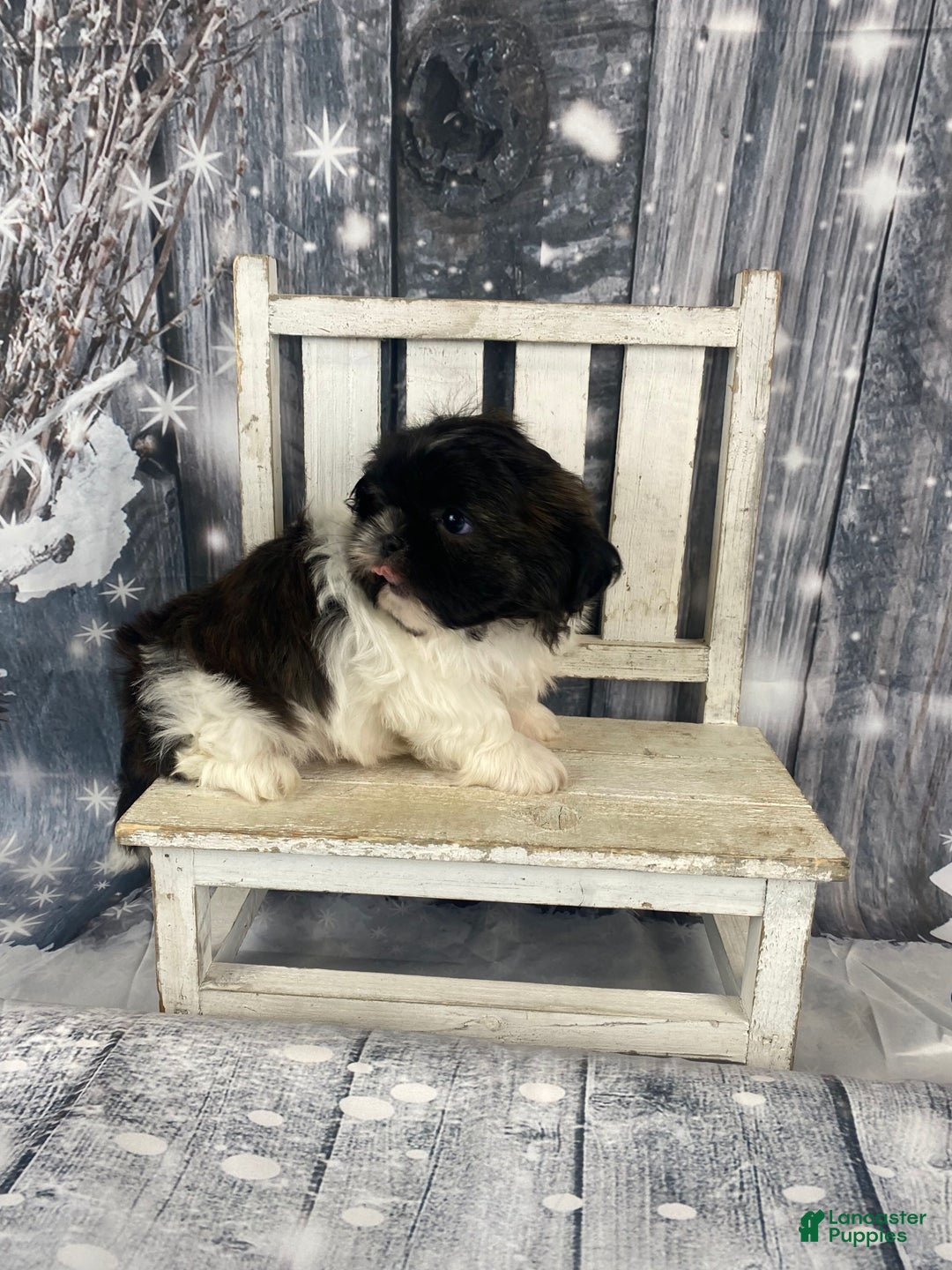 Shih Tzu dogs for sale: Teddy - Ad 8