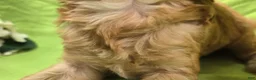 Cavapoo dogs for sale: Indigo - Ad 10