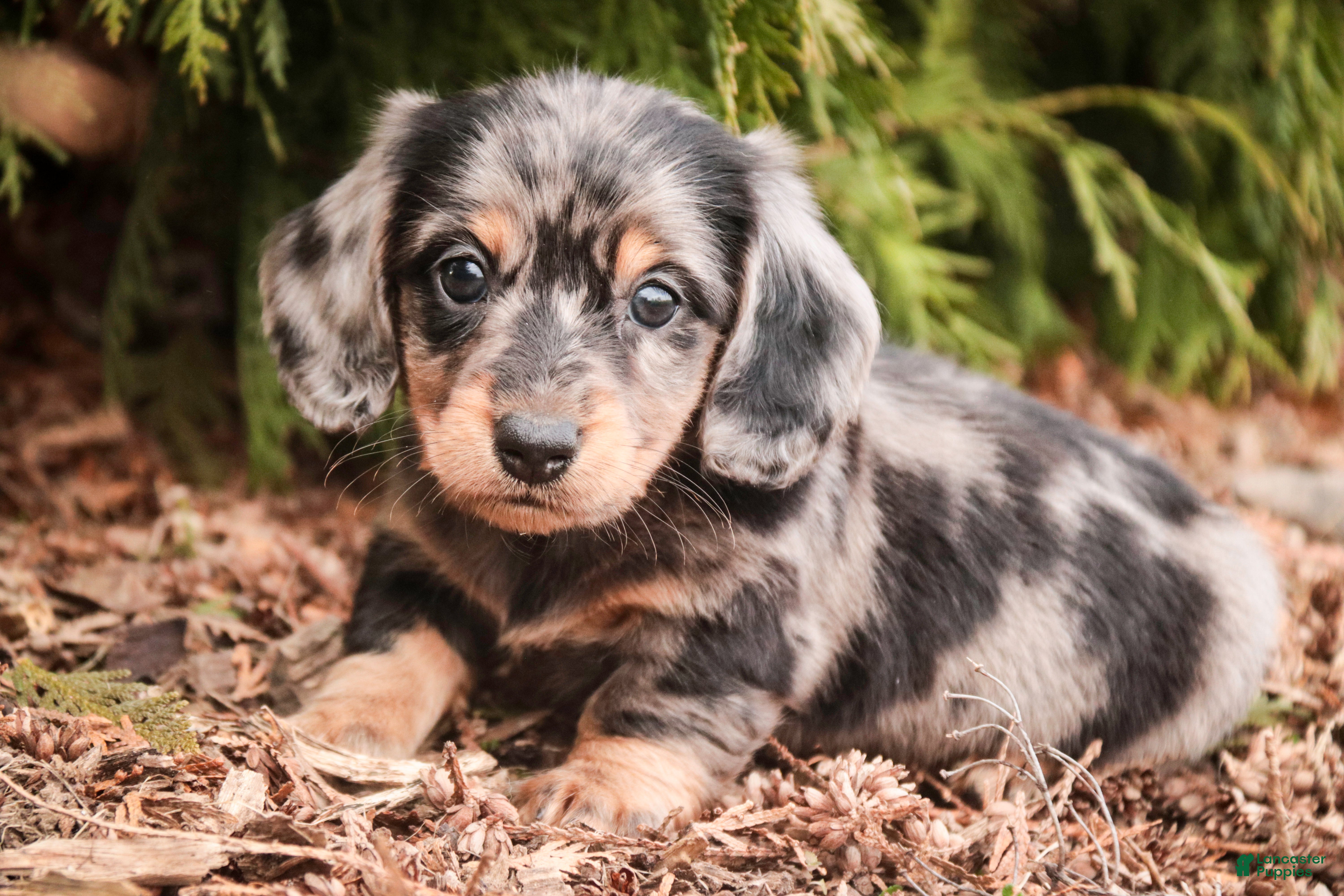 Miniature Dachshund dogs Pongo - Ad 1