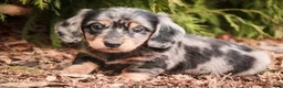Miniature Dachshund dogs for sale: Pongo - Ad 1