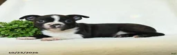Boston Terrier dogs for sale: Gus - Ad 3
