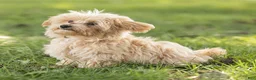 Maltipoo dogs for sale: Nacho Maltipoo Puppy  - Ad 1