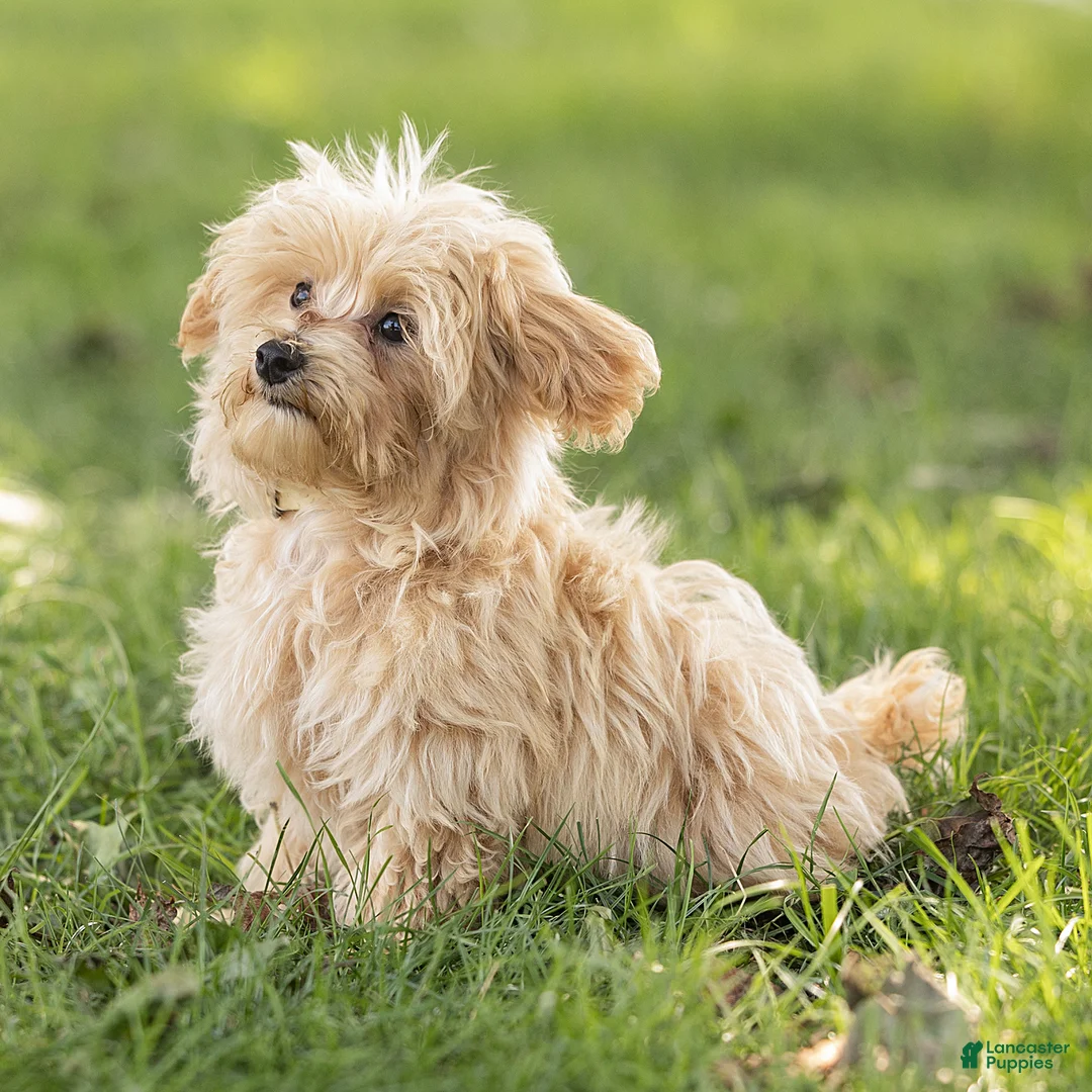 Maltipoo dogs for sale: Nacho Maltipoo Puppy  - Ad 1