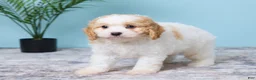 Cavapoo dogs for sale: Lenny - Ad 5