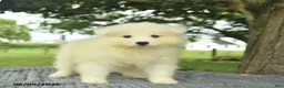 Samoyed dogs for sale: Sierra  - Ad 3