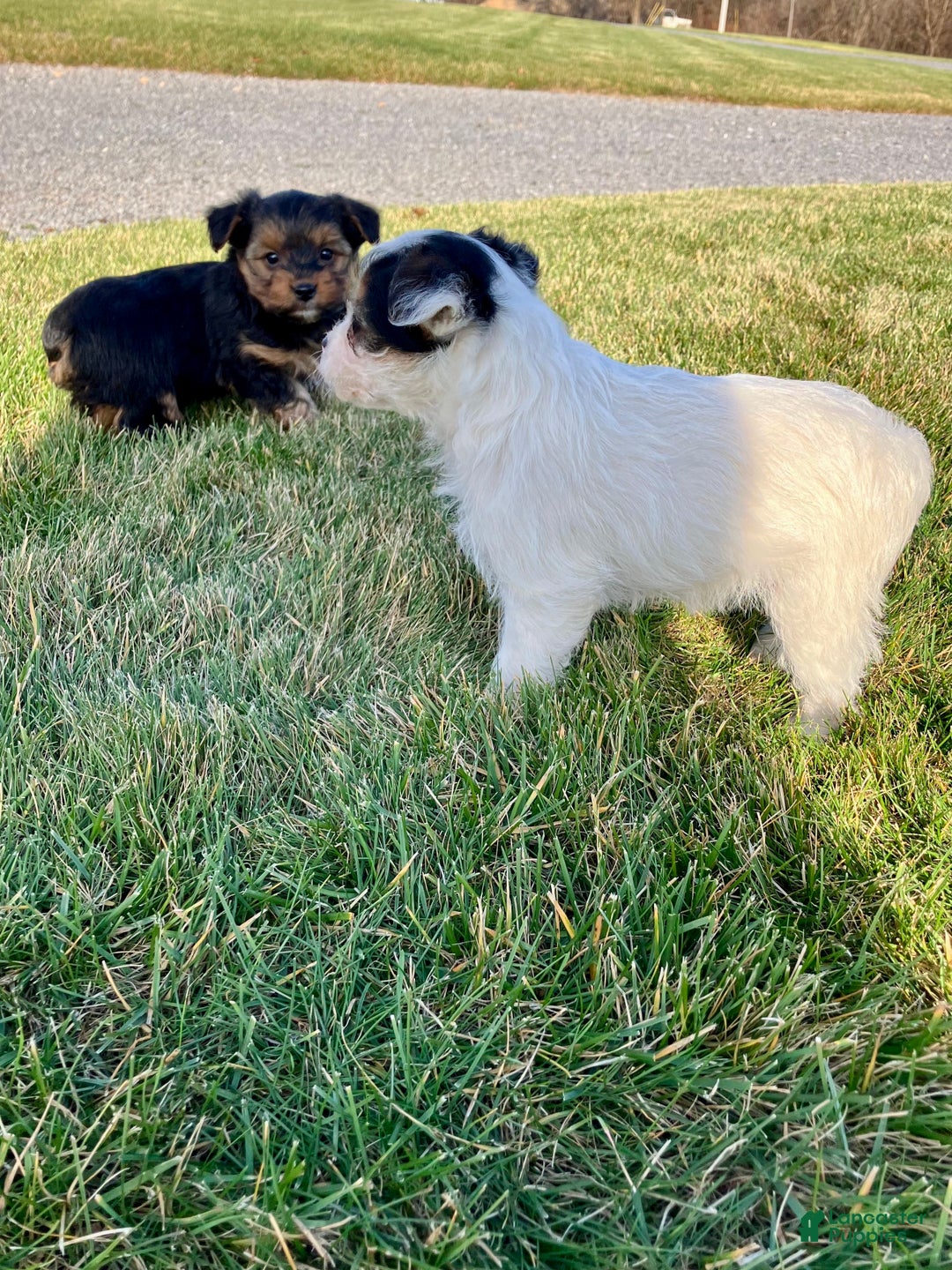 Yorkshire Terrier dogs for sale: Ava - Ad 2