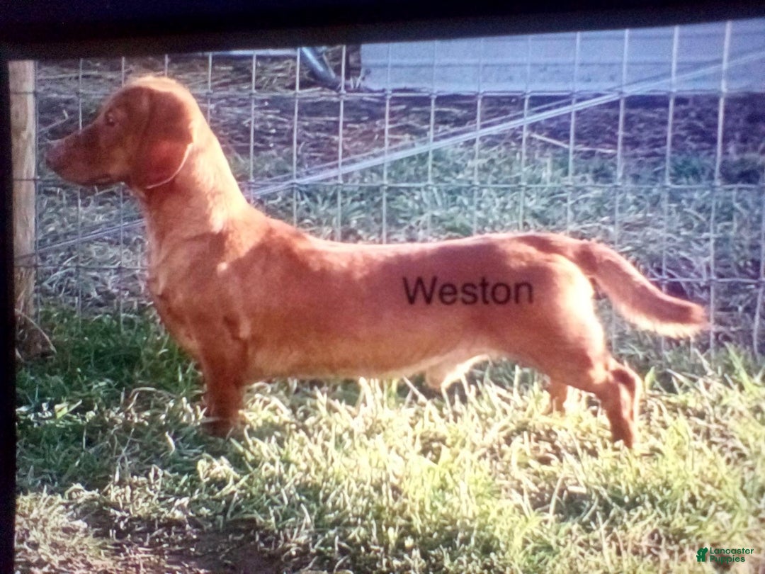 Miniature Dachshund dogs for sale: Stella - Ad 10