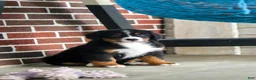 Bernese Mountain Dog dogs for sale: Lainey - Ad 10