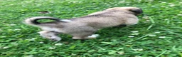 Mixed Breed dogs for sale: Sweetness $150 - Ad 9