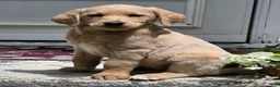 Labradoodle dogs for sale: Tawny - Ad 5