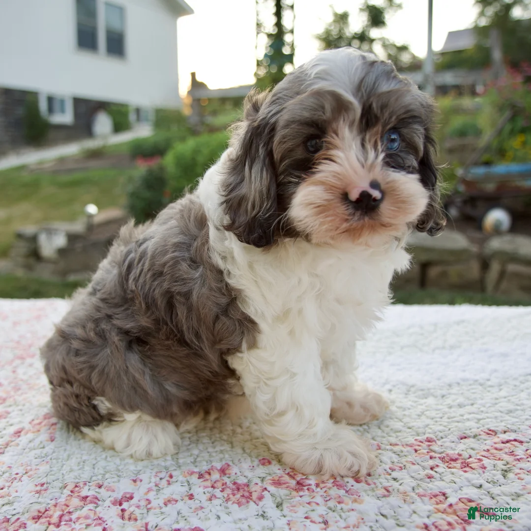 Cavapoo dogs for sale: Queenie - Ad 2