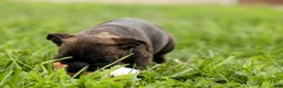 Frenchton dogs for sale: BETZY - Ad 9