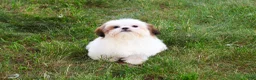 Shih Tzu dogs for sale: Freckles  - Ad 2