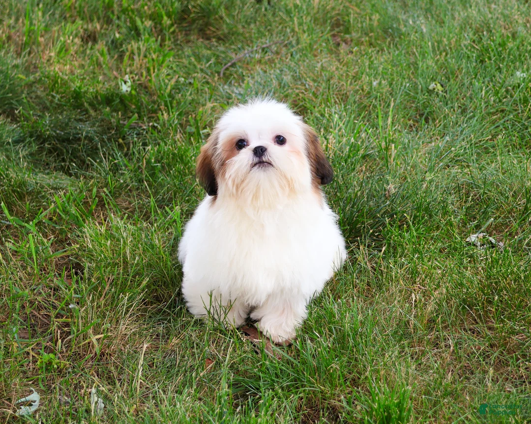 Shih Tzu dogs for sale: Freckles  - Ad 2