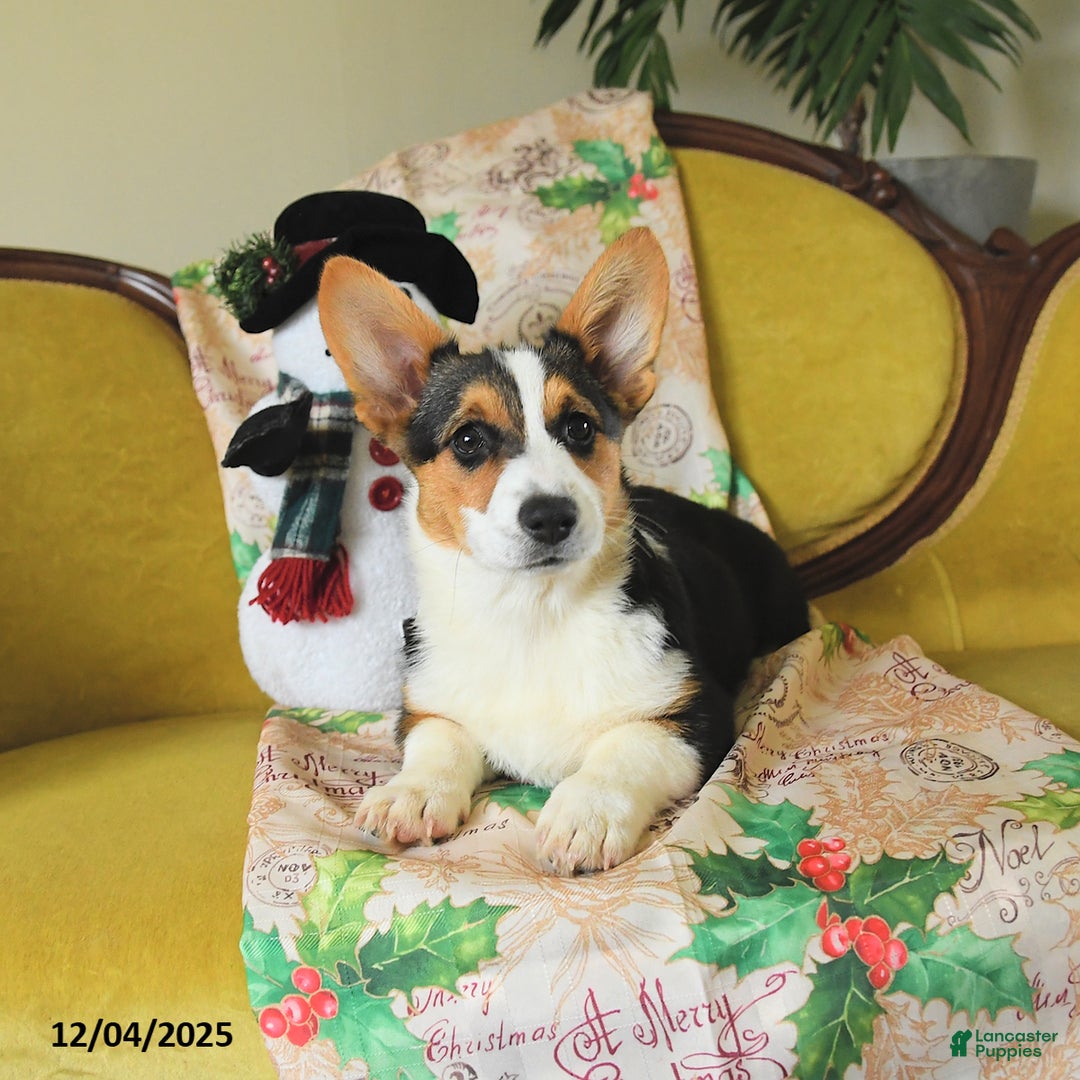 Welsh Corgi Pembroke dogs for sale: Nellie - Ad 3