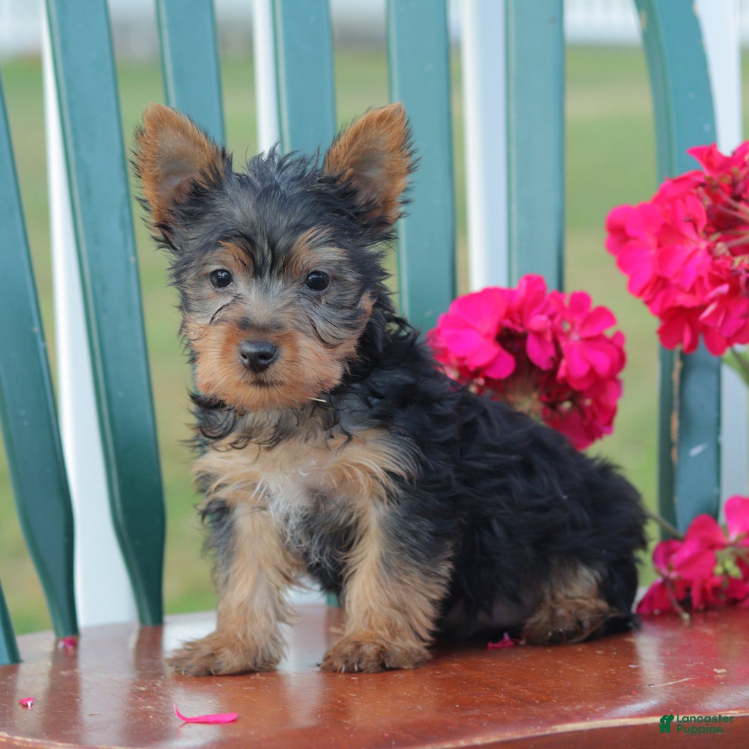 Silky Terrier litter of puppies for sale in New Enterprise