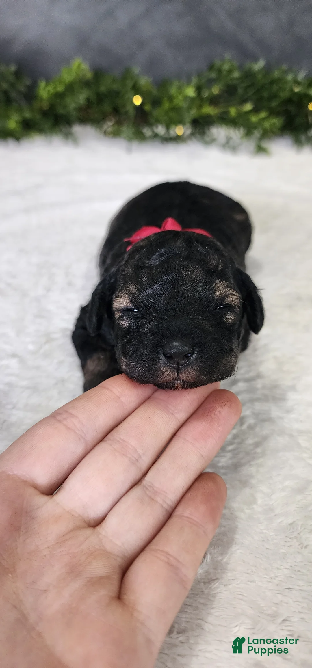 Miniature Poodle dogs for sale: Faith - Ad 2