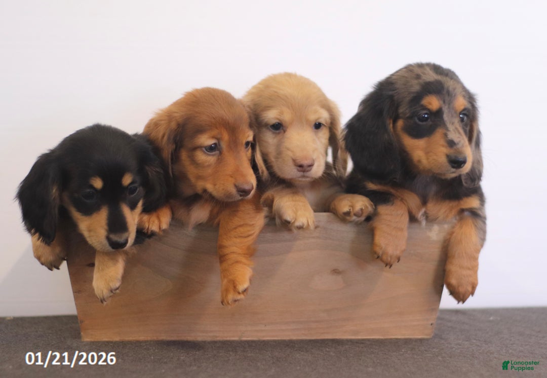 Miniature Dachshund dogs for sale: Wren - Ad 5